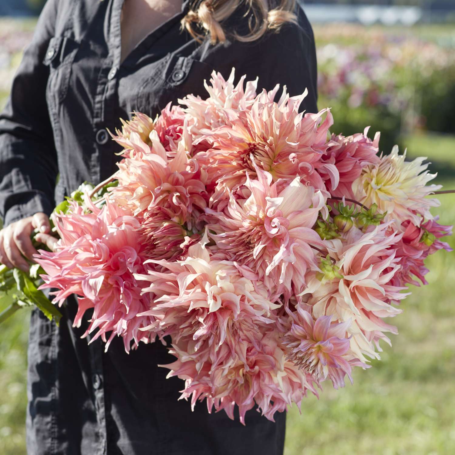 Dahlie 'Penhill Watermelon'